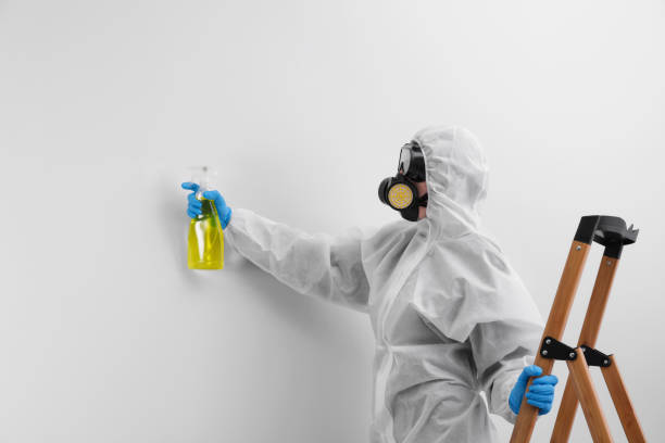 Mold Odor Removal Services